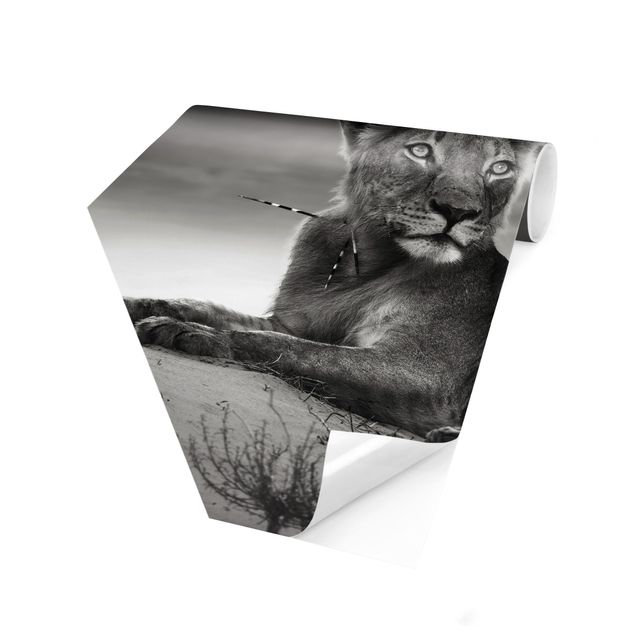 Fototapeter svart och vitt Resting Lion