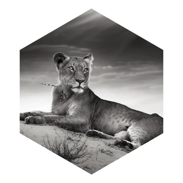Hexagonala tapeter Resting Lion