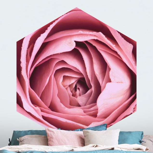 Fototapeter rosor Pink Rose Blossom