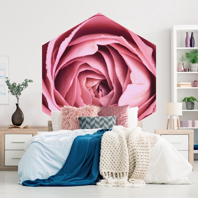 Fototapeter blommor  Pink Rose Blossom