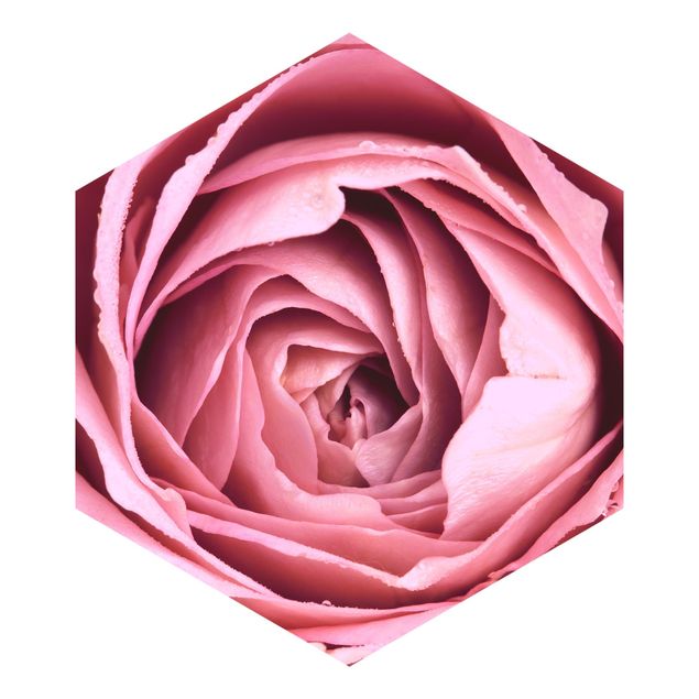 Fototapeter rosa Pink Rose Blossom