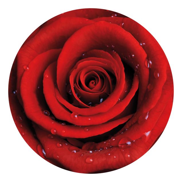 Tapeter modernt Red Rose With Water Drops