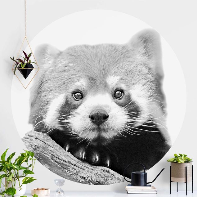 Inredning av barnrum Red Panda In Black And White