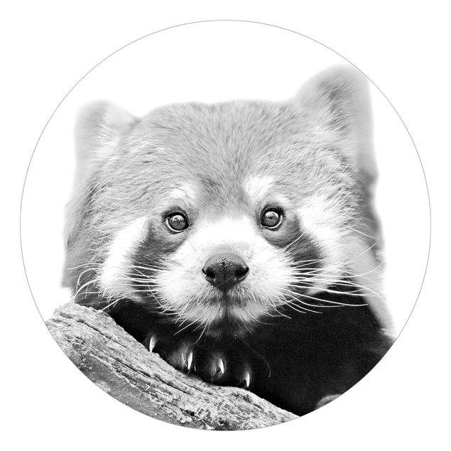 Tapeter Red Panda In Black And White