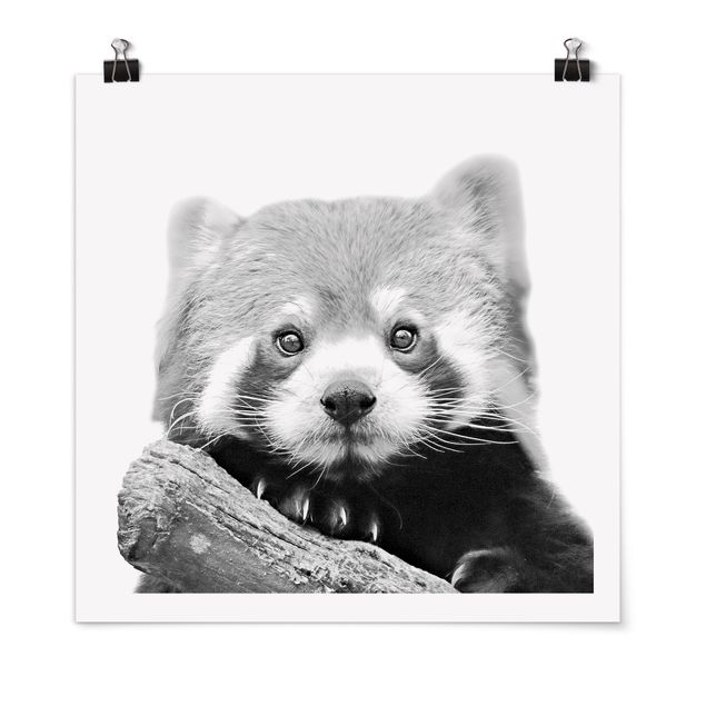 Posters djur Red Panda In Black And White