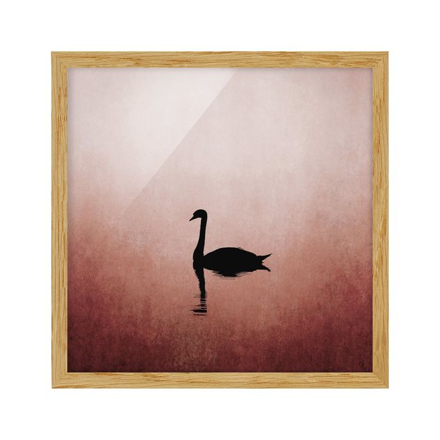 Tavlor med ram djur Swan In Sunset