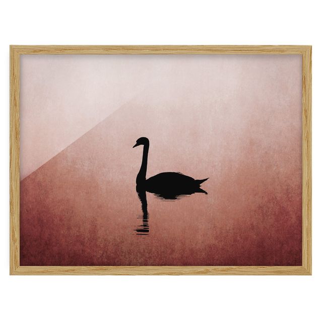 Tavlor med ram djur Swan In Sunset