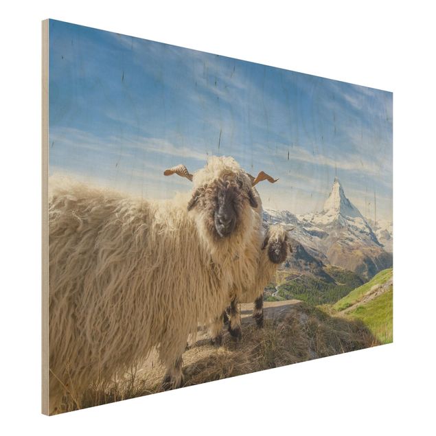 Kök dekoration Blacknose Sheep Of Zermatt