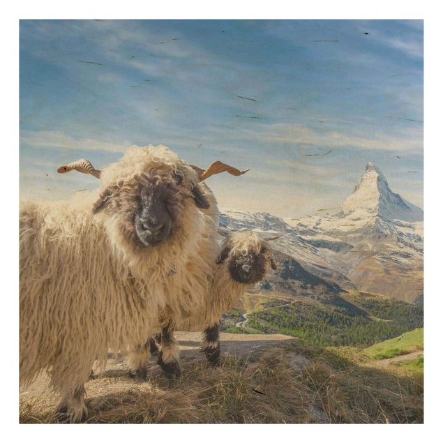 Trätavlor landskap Blacknose Sheep Of Zermatt