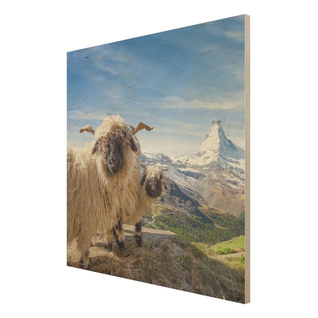 Tavlor Blacknose Sheep Of Zermatt