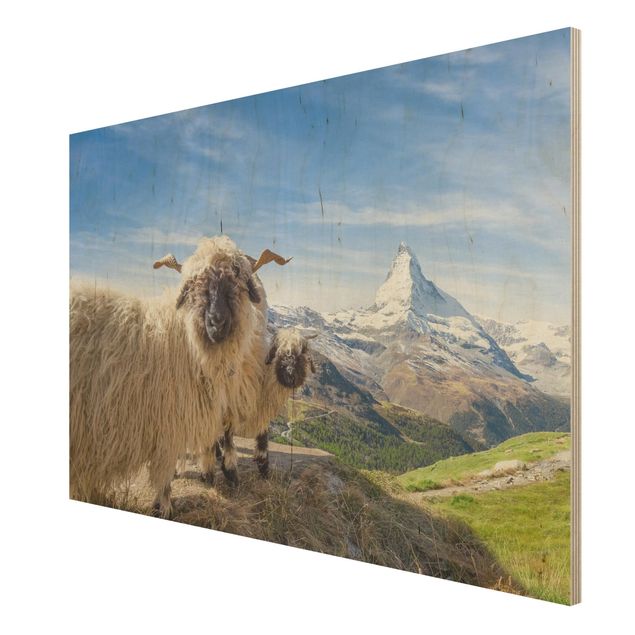 Tavlor Blacknose Sheep Of Zermatt