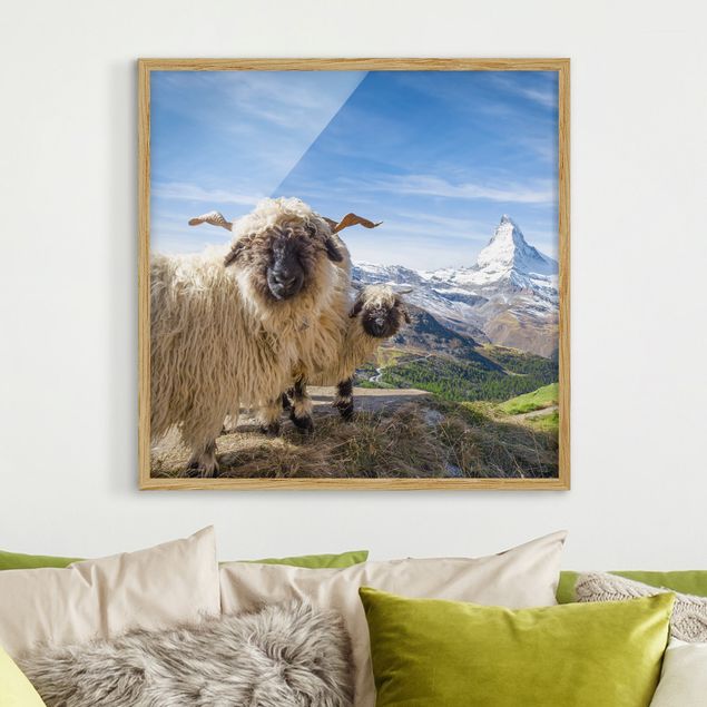 Tavlor Schweiz Blacknose Sheep Of Zermatt