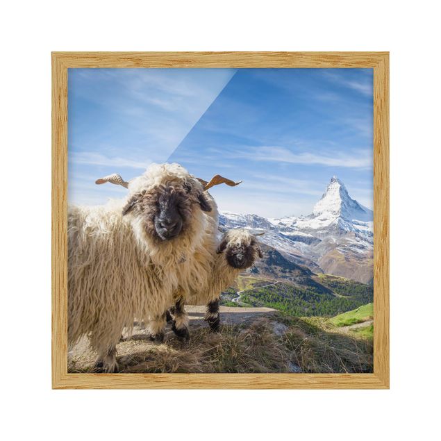 Tavlor landskap Blacknose Sheep Of Zermatt