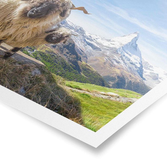 Posters arkitektur och skyline Blacknose Sheep Of Zermatt
