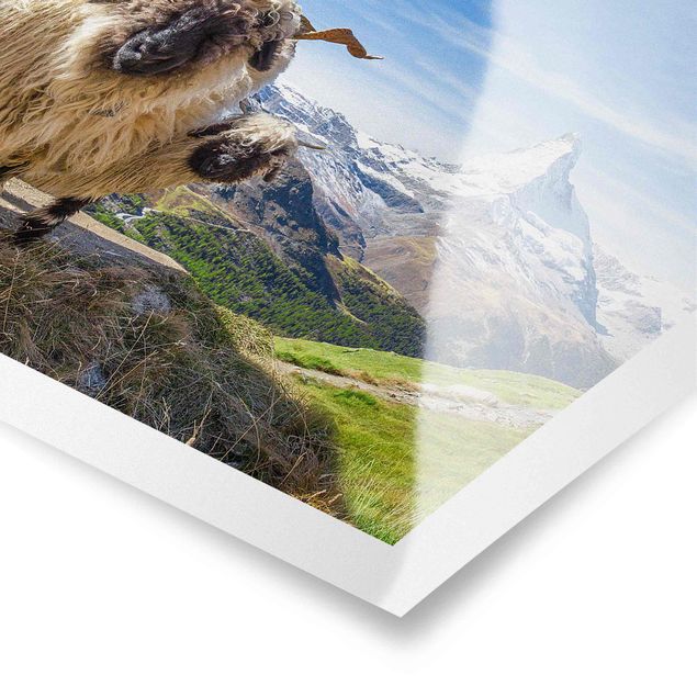 Tavlor arkitektur och skyline Blacknose Sheep Of Zermatt