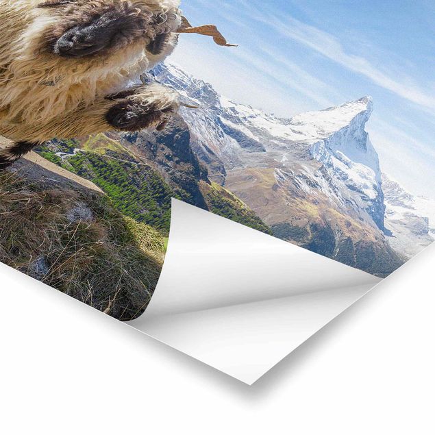 Posters landskap Blacknose Sheep Of Zermatt