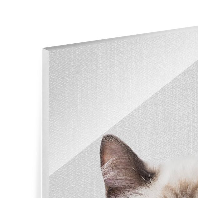 Tavlor Gal Design Siamese Cat Sibylle
