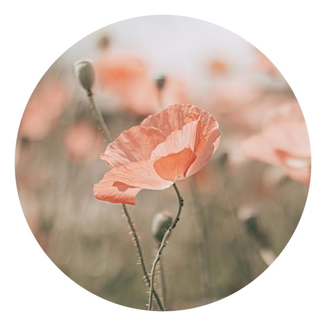 Tapeter lantlig Sun-Kissed Poppy Fields