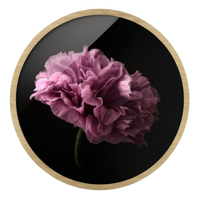 Tavlor Proud Peony In Front Of Black