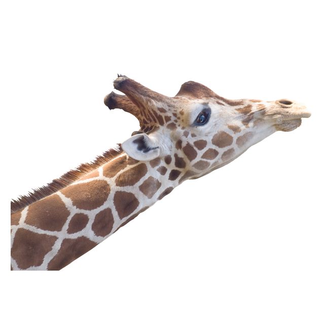 Fönsterdekaler djur Searching giraffe