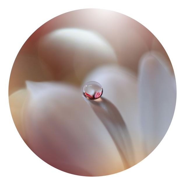 Tapeter modernt Dewdrops On Pink Blossom