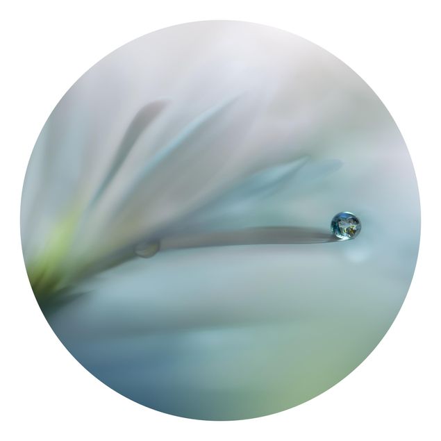 Tapeter modernt Dewdrops On White Blossom