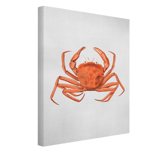 Tavlor stränder Vintage Illustration Red Crab