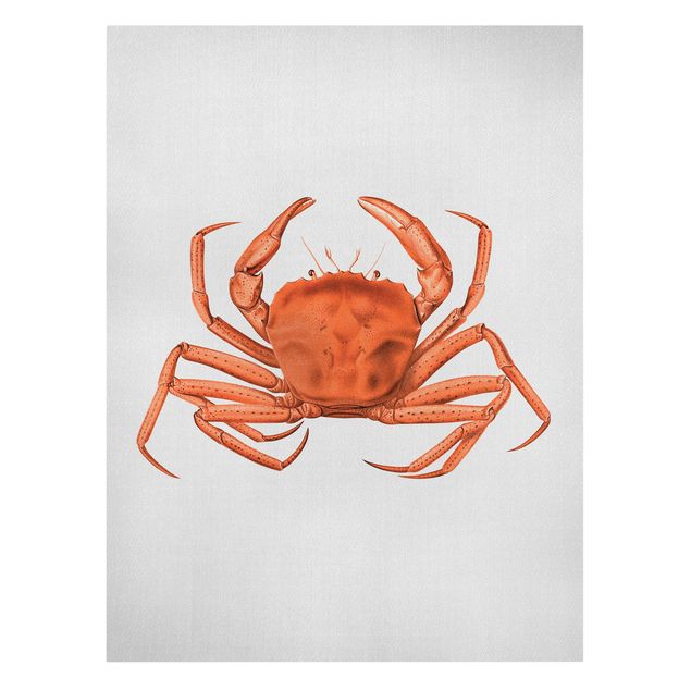 Tavlor hav Vintage Illustration Red Crab
