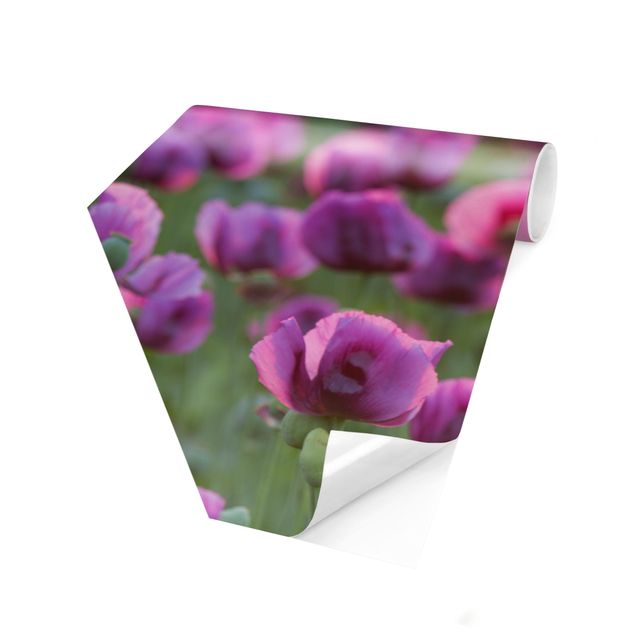 Hexagonala tapeter Purple Poppy Flower Meadow In Spring