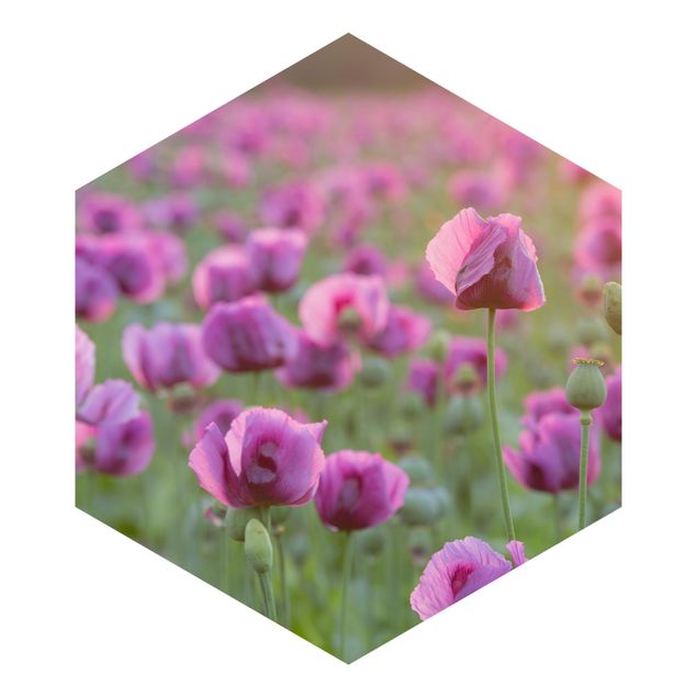 Fototapeter grön Purple Poppy Flower Meadow In Spring