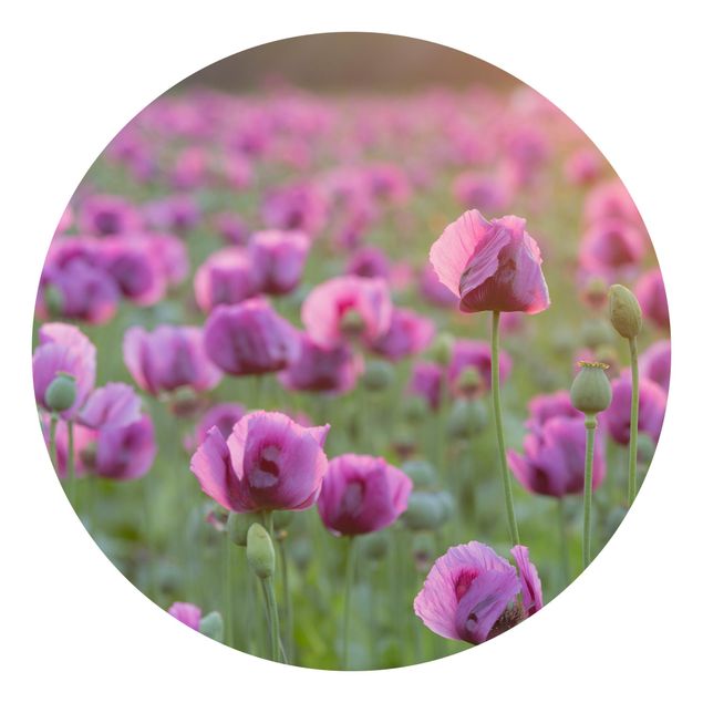 Tapeter modernt Purple Poppy Flower Meadow In Spring