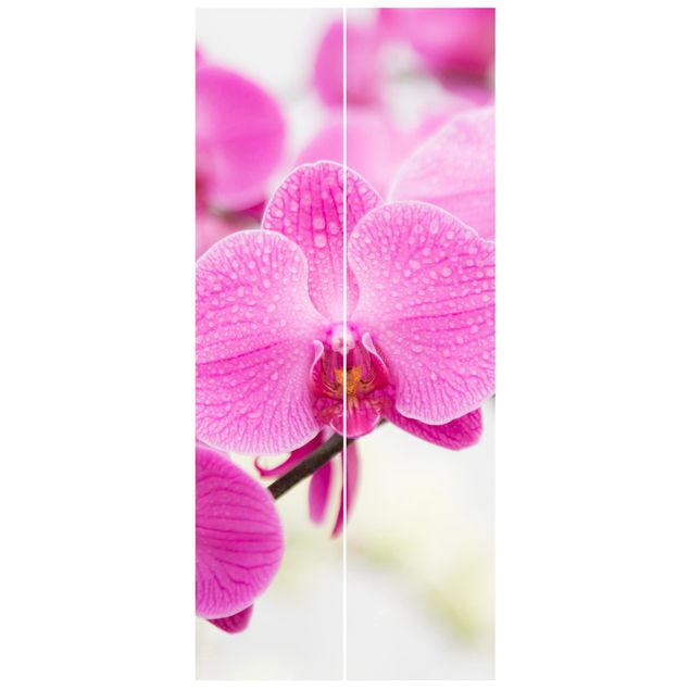 Fototapeter blommor  Close-Up Orchid