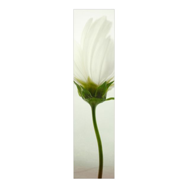 Panelgardiner blommor  White Cosmos