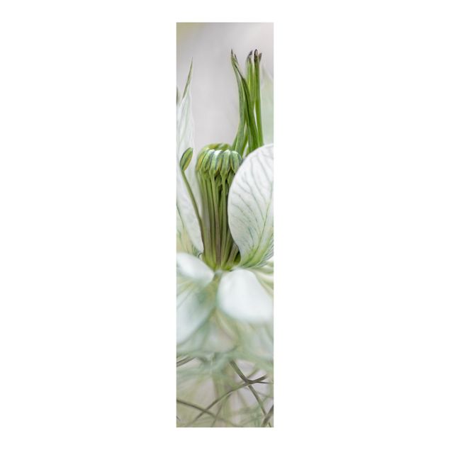 Panelgardiner blommor  White Nigella