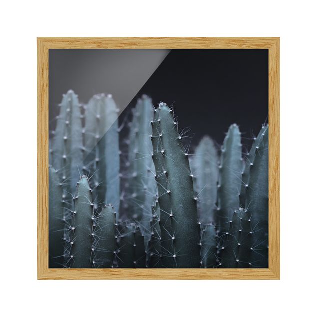 Tavlor blommor  Desert Cactus At Night
