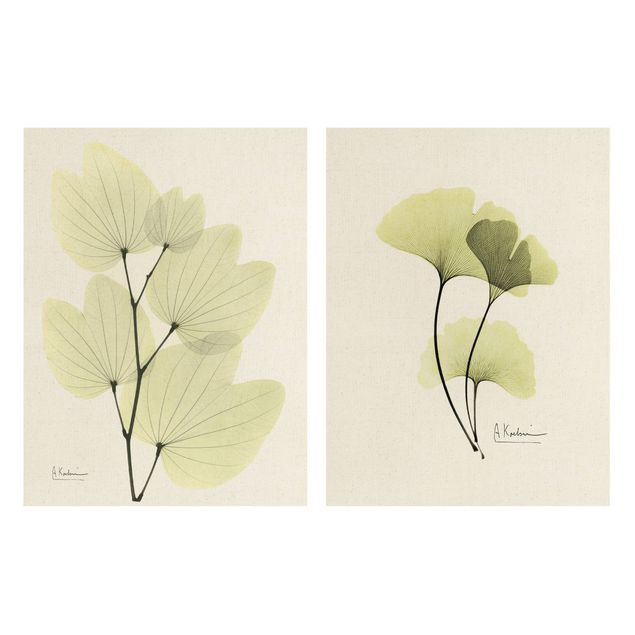 Tavlor blommor  X-Ray - Orchid Tree Leaves & Ginkgo