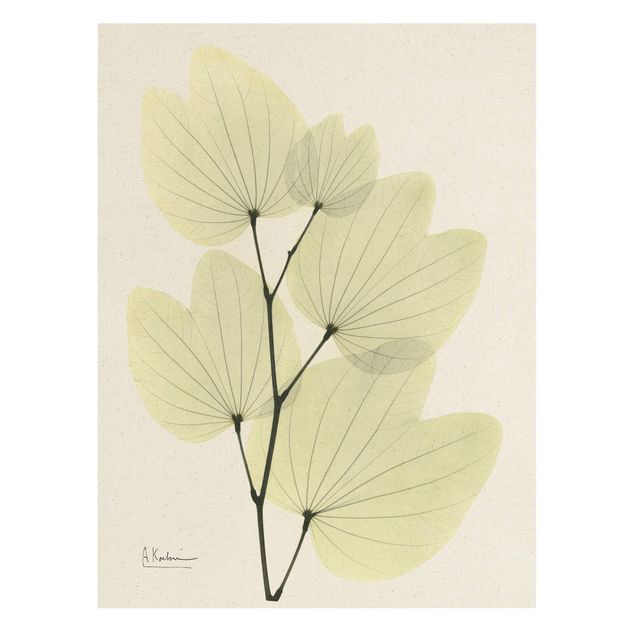 Tavlor blommor X-Ray - Orchid Tree Leaves