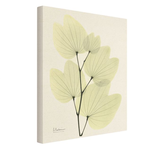 Tavlor blommor  X-Ray - Orchid Tree Leaves