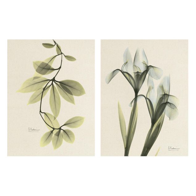 Tavlor X-Ray - Hoya Leaves & Iris