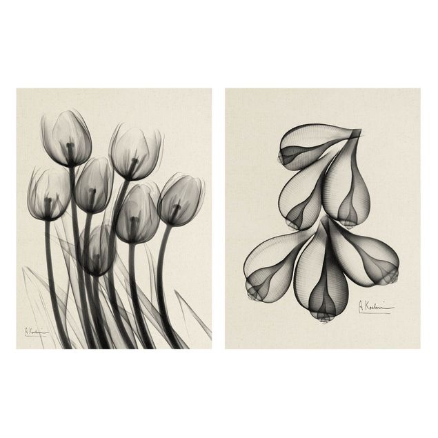 Tavlor X-Ray - Tulips & Fig Shells