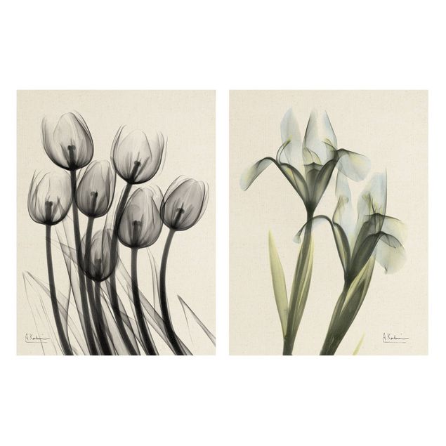 Tavlor X-Ray - Tulips & Iris
