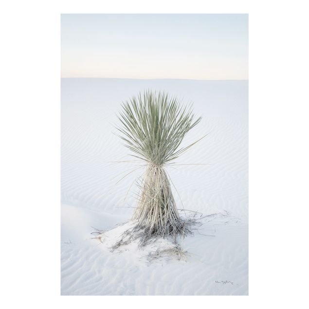 Tavlor modernt Yucca palm in white sand