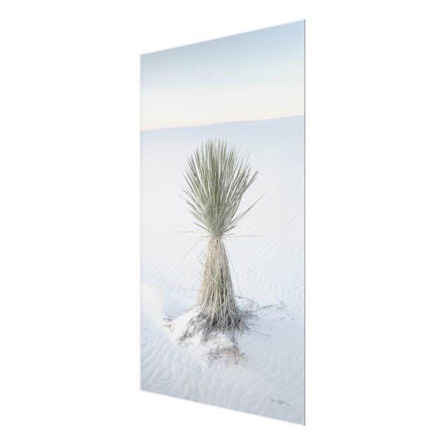 Tavlor blå Yucca palm in white sand