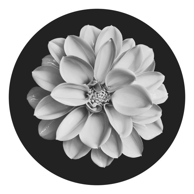Fototapeter svart och vitt Delicate Dahlia In Black And White
