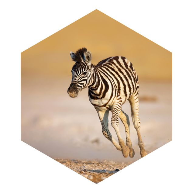 Fototapeter landskap Zebra Foal