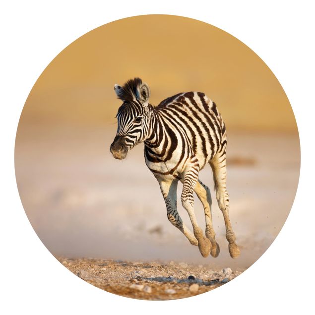 Fototapeter öknar Zebra Foal