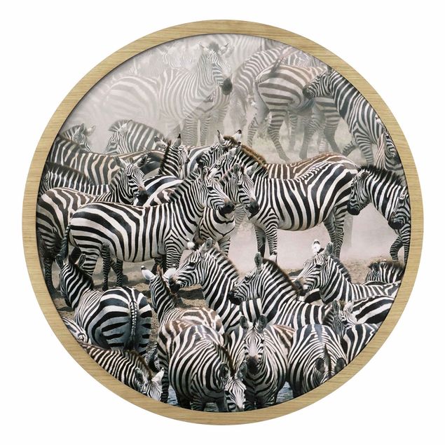 Tavlor svart och vitt Zebra Herd